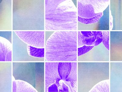 An image of a purple orchid rearranged and reshuffled in a grid.