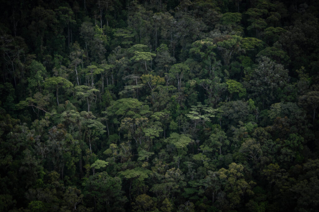 An aerial shot of a forest in West Papua. There are trees of different heights and varieties, and no notable gaps in the canopy; it's lush and dark green. 