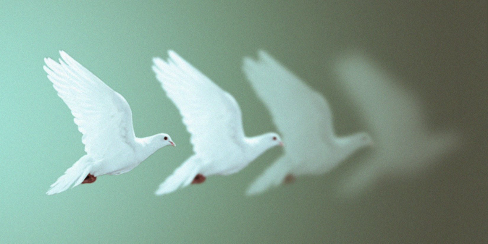A patterned image of a dove on a sage green background. There are four doves: the one on the left is in focus, and with each dove following, each dove becomes less in focus, as the background also slowly fades to a darker gray.