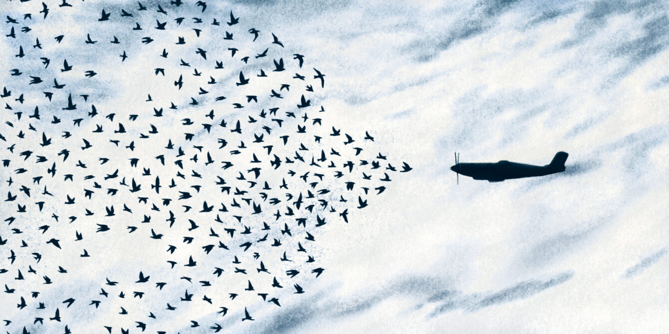 An illustration of a flock of birds in formation to form a bigger bird, facing off against a fighter jet.